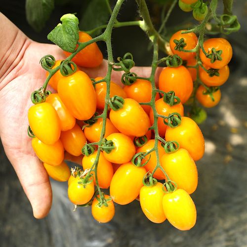 超甜黄色圣女果种子樱桃小番茄种籽孑蔬菜子西红柿家庭园艺种子